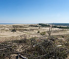 Панорама со смотровой площадки дюны Эфа в сторону Куршского залива.